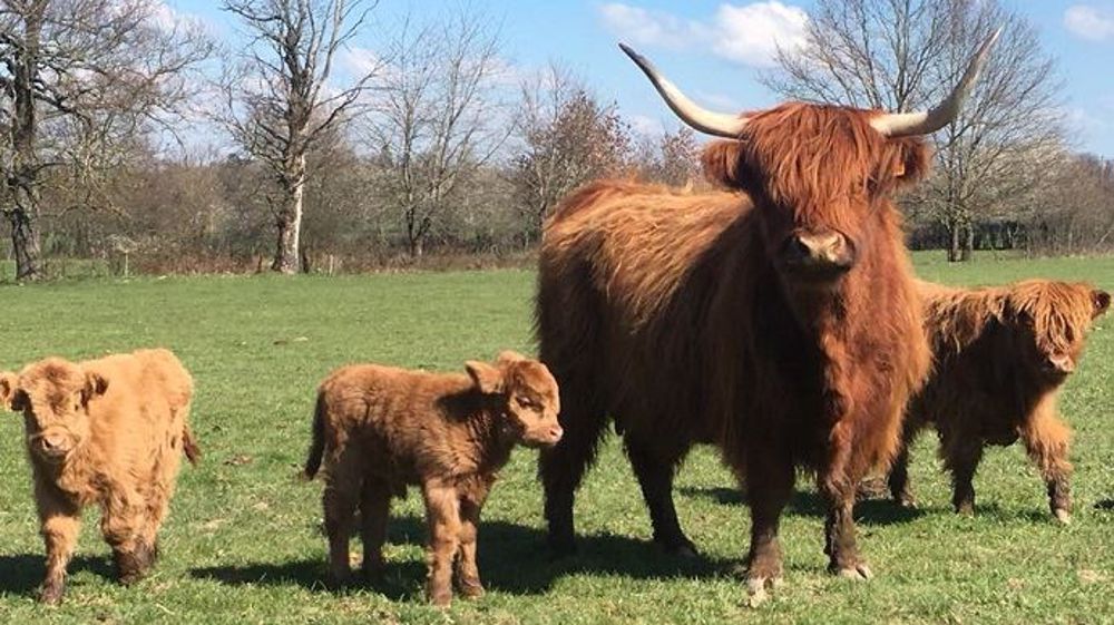 Comment Elever Une Vache Highland